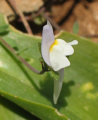 Linaria pseudolaxiflora (Maltese toadflax) - CLICK TO ENLARGE PHOTO