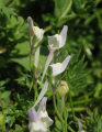 Linaria pseudolaxiflora (Maltese toadflax) - CLICK TO ENLARGE PHOTO