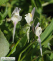 Linaria pseudolaxiflora (Maltese toadflax) - CLICK TO ENLARGE PHOTO