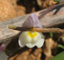 Linaria pseudolaxiflora (Maltese toadflax) - CLICK TO ENLARGE PHOTO