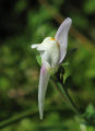 Linaria pseudolaxiflora (Maltese toadflax) - CLICK TO ENLARGE PHOTO