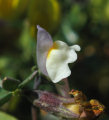 Linaria pseudolaxiflora (Maltese toadflax) - CLICK TO ENLARGE PHOTO