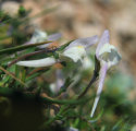 Linaria pseudolaxiflora (Maltese toadflax) - CLICK TO ENLARGE PHOTO
