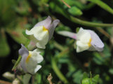 Linaria pseudolaxiflora (Maltese toadflax) - CLICK TO ENLARGE PHOTO