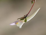 Linaria pseudolaxiflora (Maltese toadflax) - CLICK TO ENLARGE PHOTO