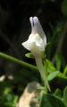 Linaria pseudolaxiflora (Maltese toadflax) - CLICK TO ENLARGE PHOTO