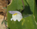 Linaria pseudolaxiflora (Maltese toadflax) - CLICK TO ENLARGE PHOTO