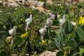 Linaria pseudolaxiflora (Maltese toadflax) - CLICK TO ENLARGE PHOTO