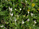 Linaria pseudolaxiflora (Maltese toadflax) - CLICK TO ENLARGE PHOTO