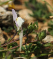 Linaria pseudolaxiflora (Maltese toadflax) - CLICK TO ENLARGE PHOTO