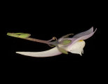 Linaria pseudolaxiflora (Maltese toadflax) - CLICK TO ENLARGE PHOTO