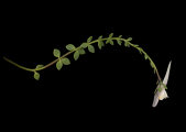 Linaria pseudolaxiflora (Maltese toadflax) - CLICK TO ENLARGE PHOTO