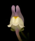 Linaria pseudolaxiflora (Maltese toadflax) - CLICK TO ENLARGE PHOTO