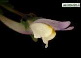 Linaria pseudolaxiflora (Maltese toadflax) - CLICK TO ENLARGE PHOTO