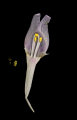 Linaria pseudolaxiflora (Maltese toadflax) - CLICK TO ENLARGE PHOTO