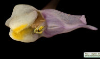 Linaria pseudolaxiflora (Maltese toadflax) - CLICK TO ENLARGE PHOTO