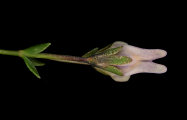 Linaria pseudolaxiflora (Maltese toadflax) - CLICK TO ENLARGE PHOTO