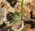 Linaria pseudolaxiflora (Maltese toadflax) - CLICK TO ENLARGE PHOTO