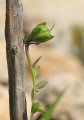 Linaria pseudolaxiflora (Maltese toadflax) - CLICK TO ENLARGE PHOTO