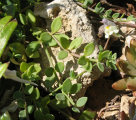 Linaria pseudolaxiflora (Maltese toadflax) - CLICK TO ENLARGE PHOTO