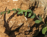 Linaria pseudolaxiflora (Maltese toadflax) - CLICK TO ENLARGE PHOTO