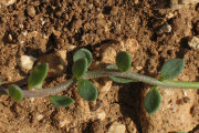 Linaria pseudolaxiflora (Maltese toadflax) - CLICK TO ENLARGE PHOTO