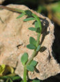 Linaria pseudolaxiflora (Maltese toadflax) - CLICK TO ENLARGE PHOTO