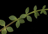 Linaria pseudolaxiflora (Maltese toadflax) - CLICK TO ENLARGE PHOTO