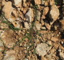 Linaria pseudolaxiflora (Maltese toadflax) - CLICK TO ENLARGE PHOTO