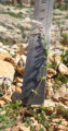 Linaria pseudolaxiflora (Maltese toadflax) - CLICK TO ENLARGE PHOTO