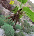 Ranunculus bullatus (Autumn buttercup) - CLICK TO ENLARGE PHOTO