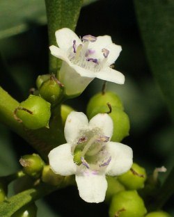 Myoporum laetum (Click to view plant profile)