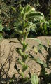 Hyoscyamus albus (White henbane) - CLICK TO ENLARGE PHOTO