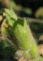 Hyoscyamus albus (White henbane) - CLICK TO ENLARGE PHOTO