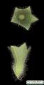 Hyoscyamus albus (White henbane) - CLICK TO ENLARGE PHOTO