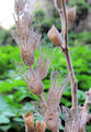Hyoscyamus albus (White henbane) - CLICK TO ENLARGE PHOTO