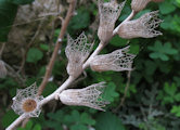 Hyoscyamus albus (White henbane) - CLICK TO ENLARGE PHOTO