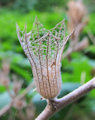 Hyoscyamus albus (White henbane) - CLICK TO ENLARGE PHOTO