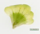Hyoscyamus albus (White henbane) - CLICK TO ENLARGE PHOTO