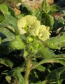 Hyoscyamus albus (White henbane) - CLICK TO ENLARGE PHOTO