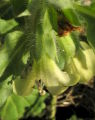 Hyoscyamus albus (White henbane) - CLICK TO ENLARGE PHOTO
