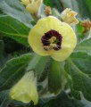 Hyoscyamus albus (White henbane) - CLICK TO ENLARGE PHOTO