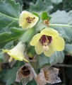 Hyoscyamus albus (White henbane) - CLICK TO ENLARGE PHOTO