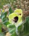 Hyoscyamus albus (White henbane) - CLICK TO ENLARGE PHOTO