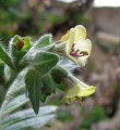 Hyoscyamus albus (White henbane) - CLICK TO ENLARGE PHOTO