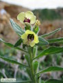 Hyoscyamus albus (White henbane) - CLICK TO ENLARGE PHOTO