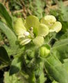 Hyoscyamus albus (White henbane) - CLICK TO ENLARGE PHOTO