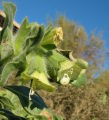 Hyoscyamus albus (White henbane) - CLICK TO ENLARGE PHOTO