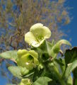 Hyoscyamus albus (White henbane) - CLICK TO ENLARGE PHOTO