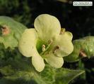 Hyoscyamus albus (White henbane) - CLICK TO ENLARGE PHOTO